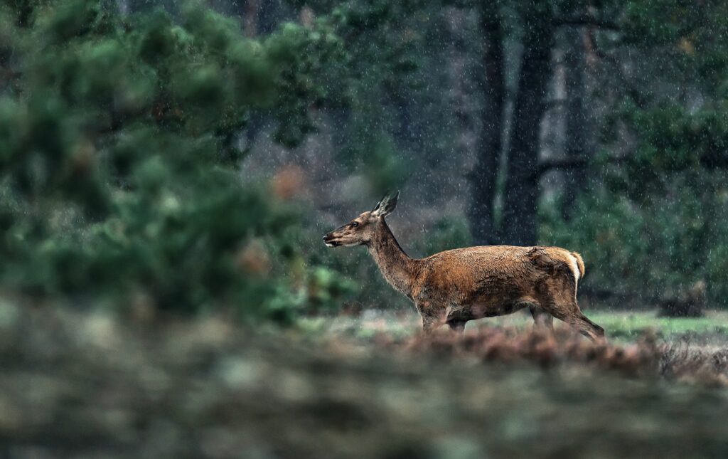 brasserie madeleine orleans foret 1