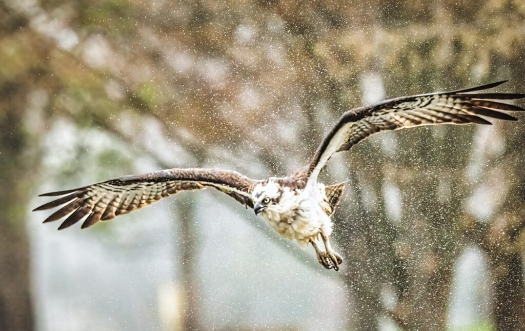 brasserie madeleine orleans foret 3