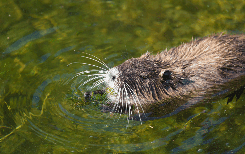 pagayer orleans canoe kayak explorer autrement 1